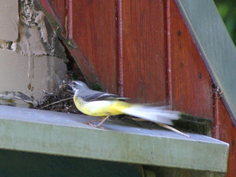 Bild 060-Schafstelze