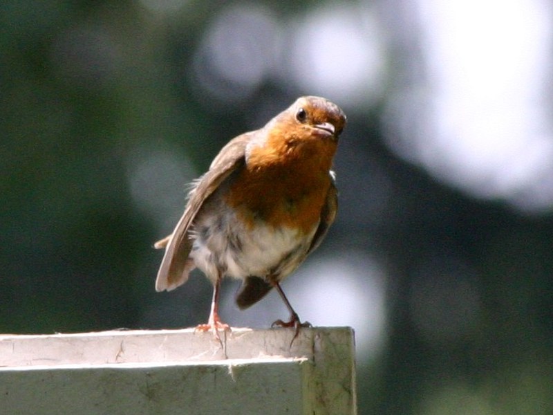 Bild 062-Rotkehlchen